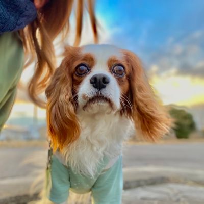 llmikazell's profile picture. 