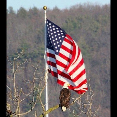 ThePaperBoy's profile picture. Conservative, Patriot , America First , Trump supporter. Never give in to the Lefty Lunatics.