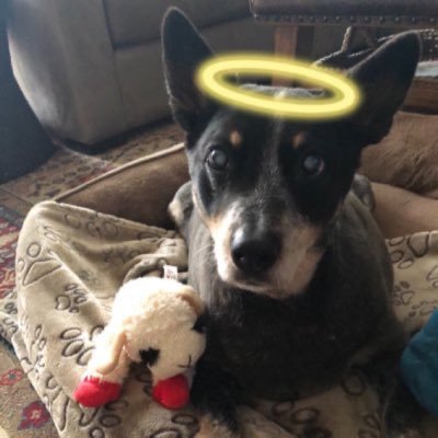 a little Twitter account of Buck the Blue Heeler, 🐾🌈 his humom, Charlotte, & grand dog, Beanie. retweets of our cute Twitter friends. politics free zone🚫