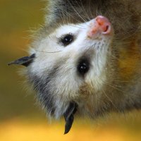 Political Possum(@PoliticalPossum) 's Twitter Profileg