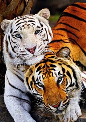 @TigerEy87453609