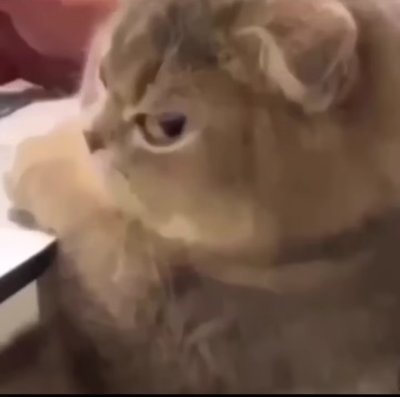 catnotlover's profile picture. cocteau twins my religion
