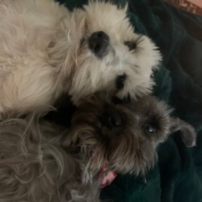 macsadkat's profile picture. 