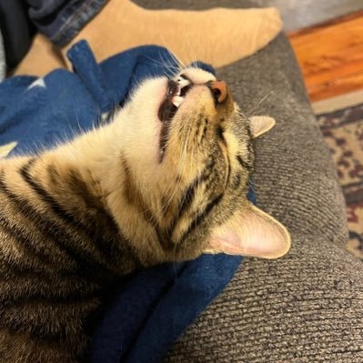 banchor99's profile picture. Entrepenuer, lover of animals and fine art!