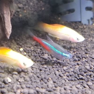 SSBRmon's profile picture. 「どうしてデュビアでもローチでもなくコオロギなんですか…？」

ずんだボイスで再生するといいのだ。