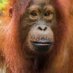 🎪 🦍 Aerial Orangutan 🦍 🎪 (@physicalrevelry) Twitter profile photo 🎪 🦍 Aerial Orangutan 🦍 🎪 (@physicalrevelry) Twitter profile photo