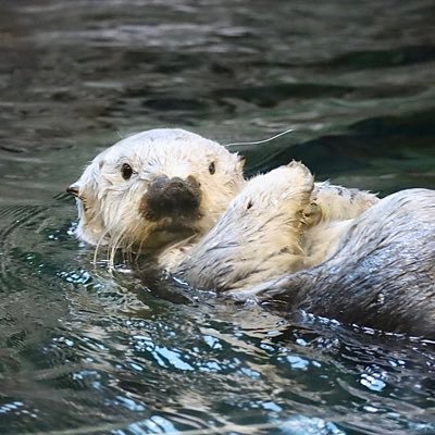 🦦、🐻‍❄️メイン。海獣好き。たまにゲーム。ただの犬様のしもべ。画像動画の無断転載、使用はご遠慮ください。