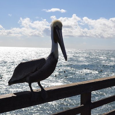 SSgrosso's profile picture. 