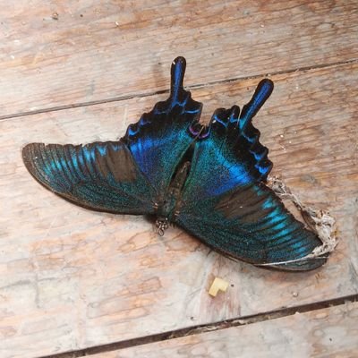 haikei_haikyo's profile picture. 美しい廃墟の世界｢廃景｣👇