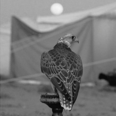 zxt_88's profile picture. الخيال يواسي أحياناً. .📖 #_كيميائي🧪 |خريج جامعة طيبة