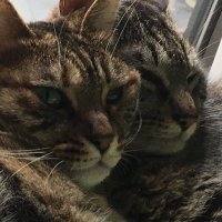 xELFx (@xelfx_fx) 's Twitter Profile
