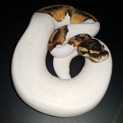 Small time Ball Python breeder. Based in Jhb South Africa. Learning something new, every day.