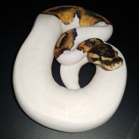 PULSE PYTHONS (@pulsepythons) 's Twitter Profile