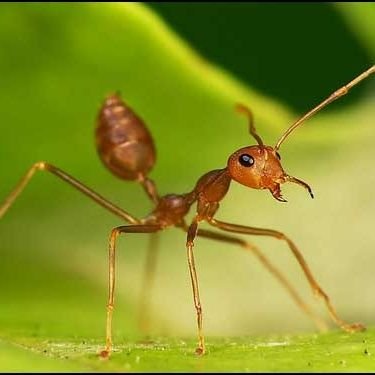 Hungry postgraduate student 🌮🧬🧪👨🏻‍🔬. Mosquitoes 🦟, ants 🐜, sometimes other critters 🦇🦔🐀🦠. #entomology, #epidemiology, #vectorecology