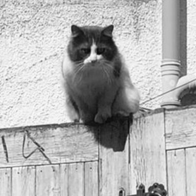 I am fence cat and I am offensive. Meow. 

Life has teeth…and bites. Especially me

And @ItsMe_MissMarie is my arch enemy 😾