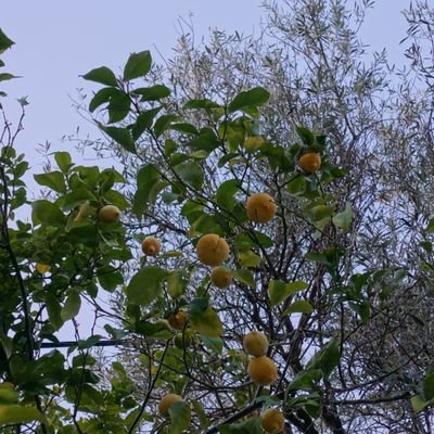 and all that I can see is just a yellow lemon tree