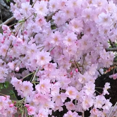 3Lも好きな30↑♀/夢ROM垢になりました/基本単行本だけどtkrvのみ本誌派/公式周辺B済/申請お断り中