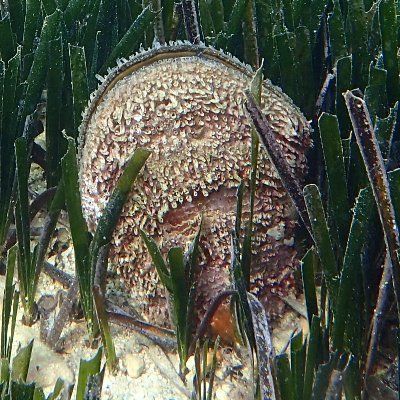European project devoted to the protection and restoration of the fan mussel Pinna nobilis populations in the Mediterranean Sea