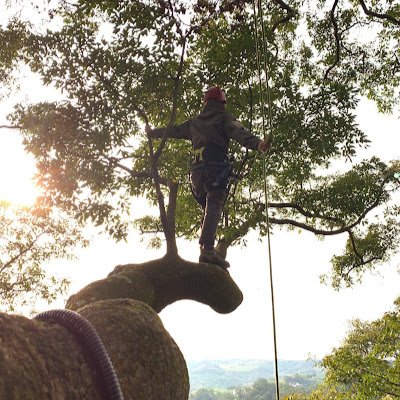 tom_likegame's profile picture. 