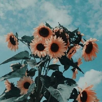 Sheikh_raza0's profile picture.