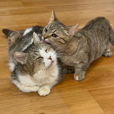 perohogo98's profile picture. ⭐︎ぺろ⭐︎→2021.9.9保護＊女の子＊年齢不詳＊猫エイズ陽性＊口内炎＊2023.5.27口腔内扁平上皮癌＊2023.6.24お空へ🌈⭐︎茶尾⭐︎→2021.11.6産まれ＊マンチカン女の子＊ペットショップから譲渡猫＊⭐︎ころ⭐︎2023.1.25産まれ＊スコティッシュの男の子＊元ブリーダーさんからの譲渡＊