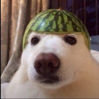 javi (@jav1lito) 's Twitter Profile