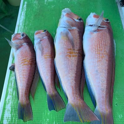 釣り好き料理人のつぶやき。甘鯛、コマセ真鯛、太刀魚、鯵、真蛸、マゴチ、カワハギなど東京湾で。