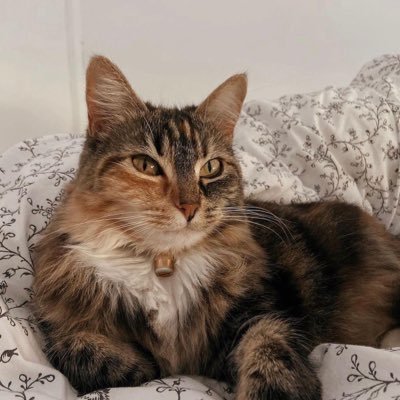 Aidez moi à retrouver mon chat s’il vous plaît j’ai besoin de visibilité il faut que je la retrouve 🙏🏼
Mon Instagram : jeanne_stz