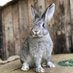 The Wise Rabbit (@thewiserabbit1) Twitter profile photo The Wise Rabbit (@thewiserabbit1) Twitter profile photo