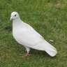 pigeon_cat91's profile picture. 雑食です。/邦楽だと羊メインに、萌音さん、風君など。/ rock, shoegazer, ambient