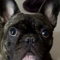 Frankie Browning (@frankieb394) 's Twitter Profile