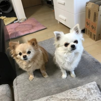 kuu_fuu_560's profile picture. チワワ2匹と楽しく暮らしてますっ❣️