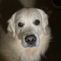 Joseph Scotillo (@joescotillo) 's Twitter Profile