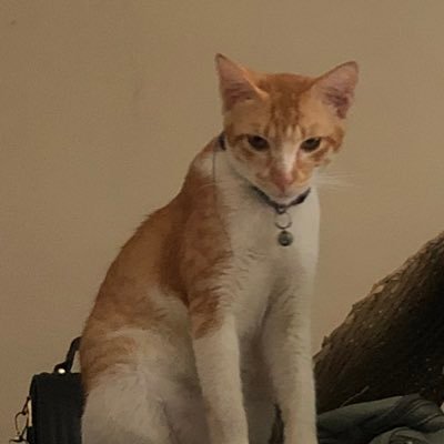 chassyxig's profile picture. 