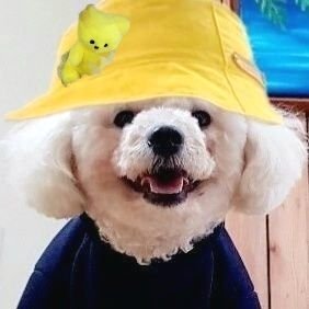 라비던스.. 아세요?