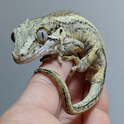 22/02/19 激かわGargoyleがやってきた  
投稿者は爬虫類初心者 動物垢  
🦎♀/2021年生まれ/レプフィでお迎え