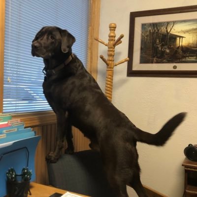 LaneMaddock's profile picture. Retired Small business owner that is a son, uncle, brother, father.  Christian, Conservative, Pro-Life, Pro 1A & 2A. #MAGA #NO DM’s