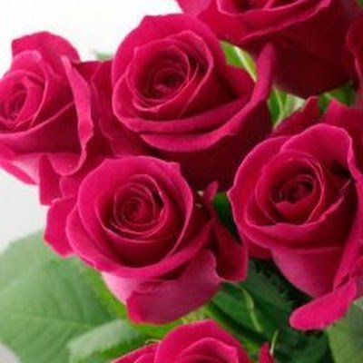 Rosa41931229's profile picture. 