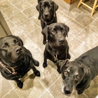 Berb91403154's profile picture. father, grandfather, widower. retired Naval Flight Officer and high school teacher. Registered Master Maine Guide.