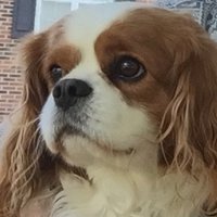 Sandi (@sandraa95355324) 's Twitter Profile