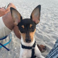 Akira the Toy Fox Terrier (@akirathetft) 's Twitter Profile