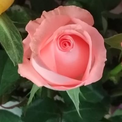 reachvidya's profile picture. 