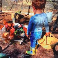 ❤️🌾Archie chickens inn/Lilibet rabbit garden🌾❤️(@Kindnessrocks5) 's Twitter Profile Photo