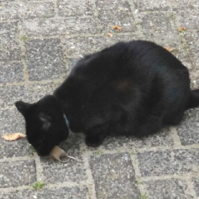harald_vanish's profile picture. Chess