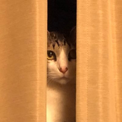 そろそろ旅にでたい(꒪⌓꒪ノシ exness/セント口座/gold/XAUUSDc/ティックでHFTっぽく/たりたりキャッシュバック/MT5EA/ポジション管理EA