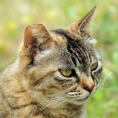 iso12800jp's profile picture. an オタク