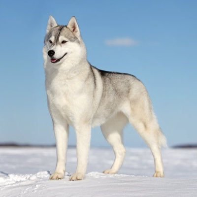 Redvillefarms's profile picture. I am a man of fortune, and I must seek my fortune 💯👌