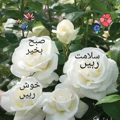 Zahidnwr's profile picture. Profesional del transporte