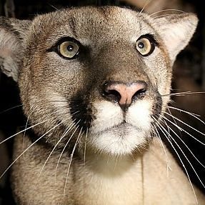 I am the Mount Charleston Mountain Lion.