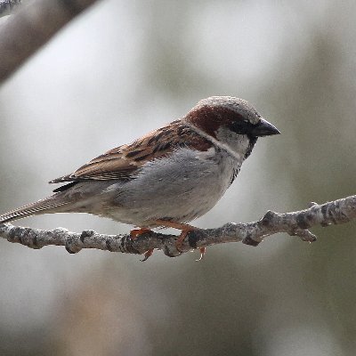 XaviArag's profile picture. ...ara m'ha donat pels pardals, ves per on...